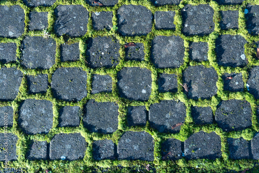 背景图案-阳光下浅绿色苔藓环绕的小路上的黑色石头