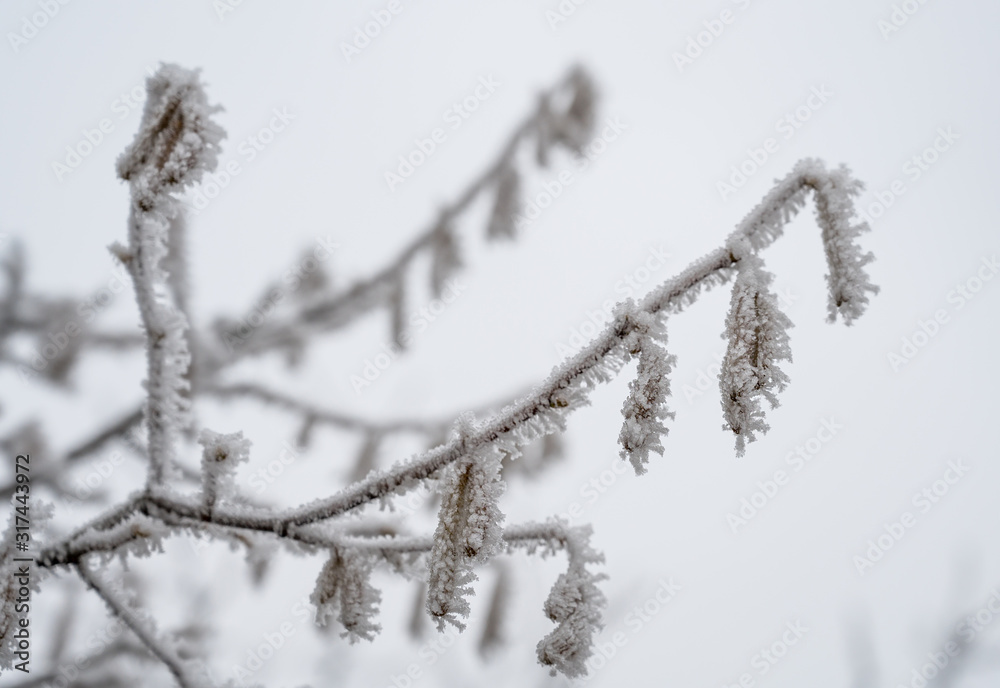 冬季白霜冰冻植物