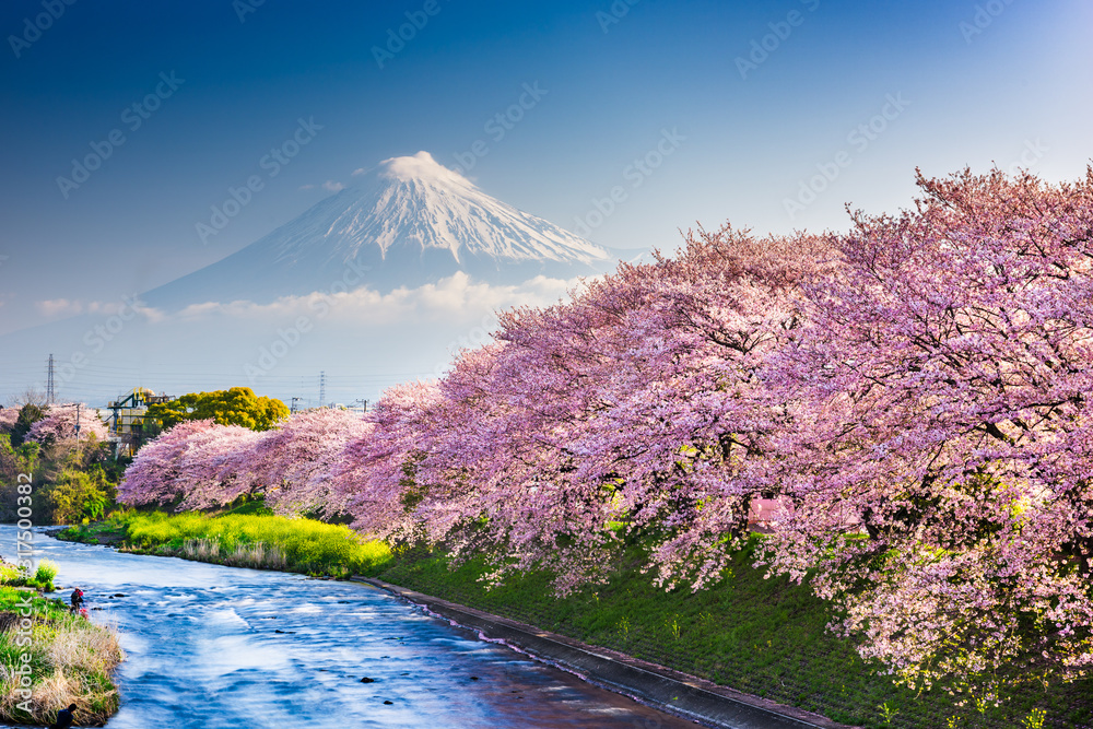 春天的日本静冈县富士山