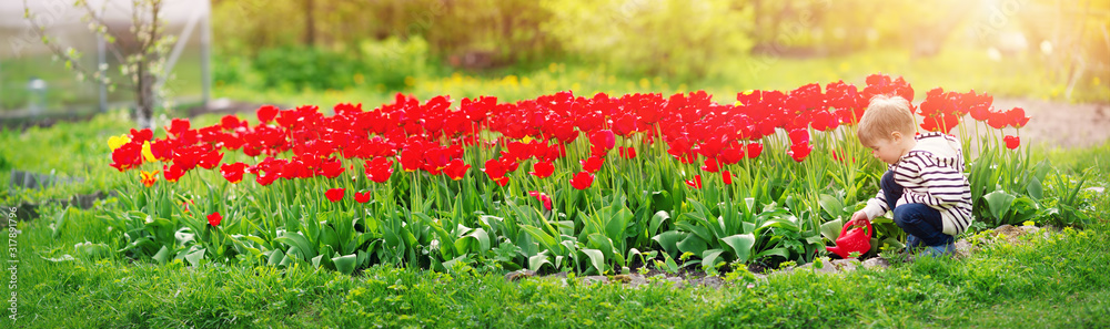 美丽的春天，一个小孩在花坛上的郁金香旁散步