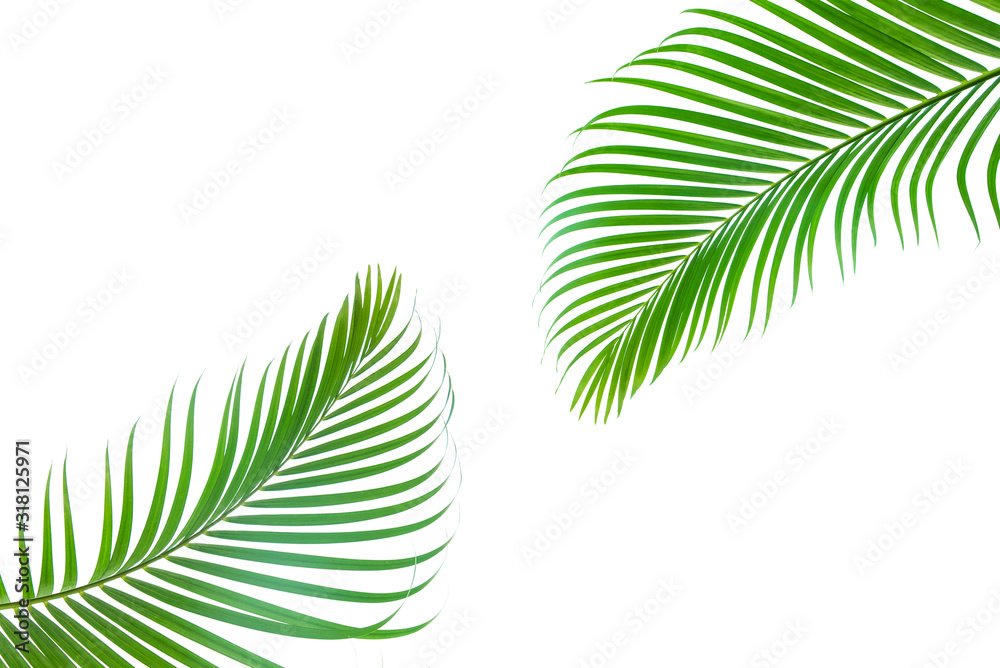 概念纹理叶子抽象的绿色自然背景热带叶子椰子隔离在白色ba上