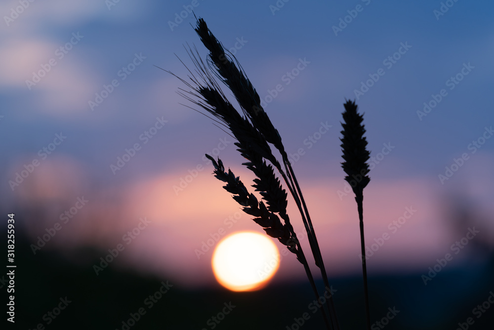 日落天空背景上的草穗