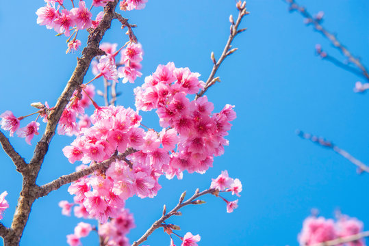柔和的焦点樱花，粉红色的花朵背景。