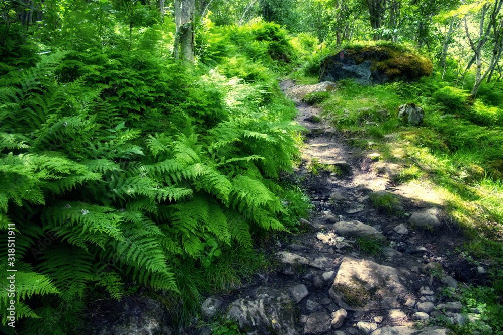 郁郁葱葱的北欧森林，有小路和蕨类植物。挪威，欧洲。风景摄影