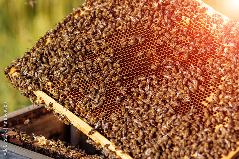 蜂巢的框架。在蜂巢里工作的蜜蜂。蜜蜂把花蜜变成蜂蜜。