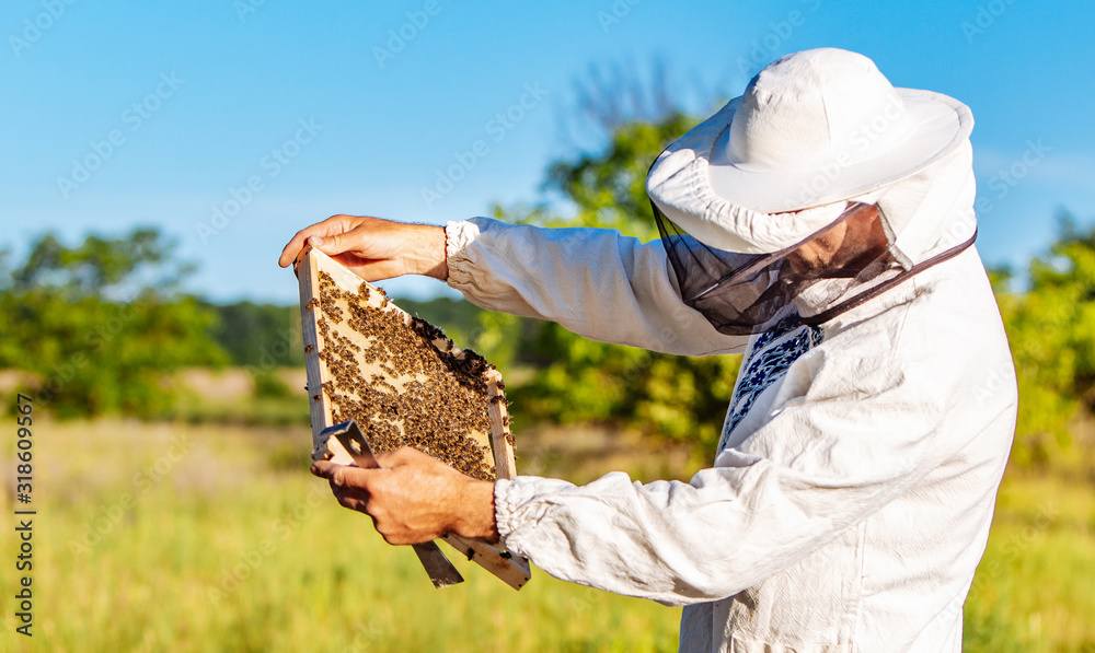 养蜂人正在养蜂场上处理蜜蜂和蜂箱。养蜂人在养蜂场上。
