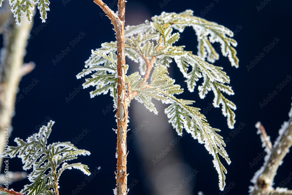 MACRO：在极端的冬天，常青树在零下的温度下结冰。
