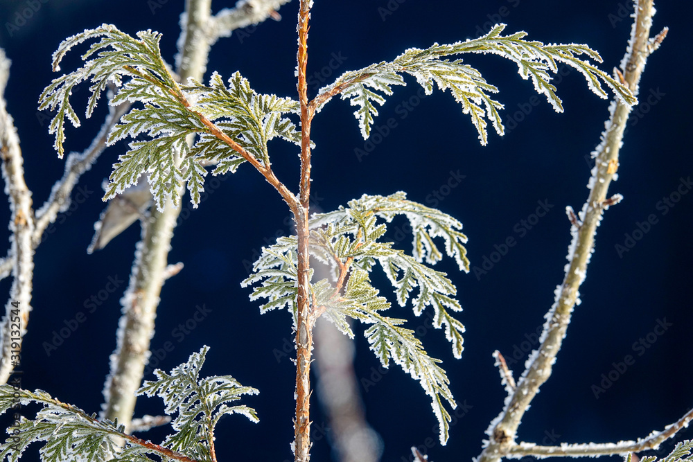 MACRO，DOF：覆盖在闪闪发光的霜冻中的常青小树枝的详细照片。