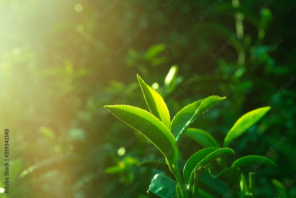 清晨茶园里的绿茶叶子