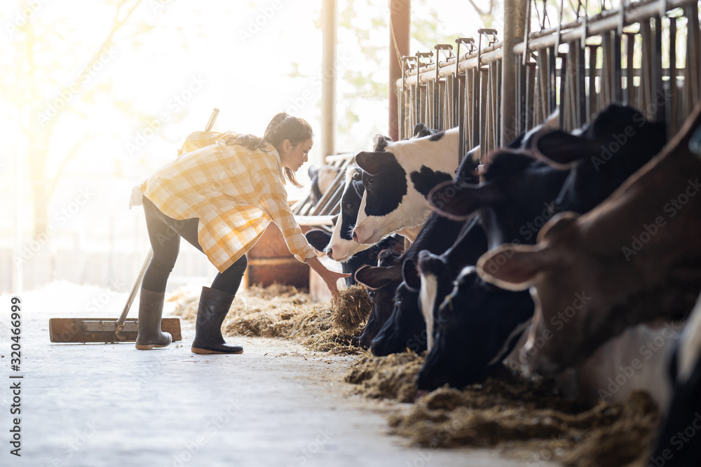 农夫妇女正在喂奶牛。奶牛正在吃草