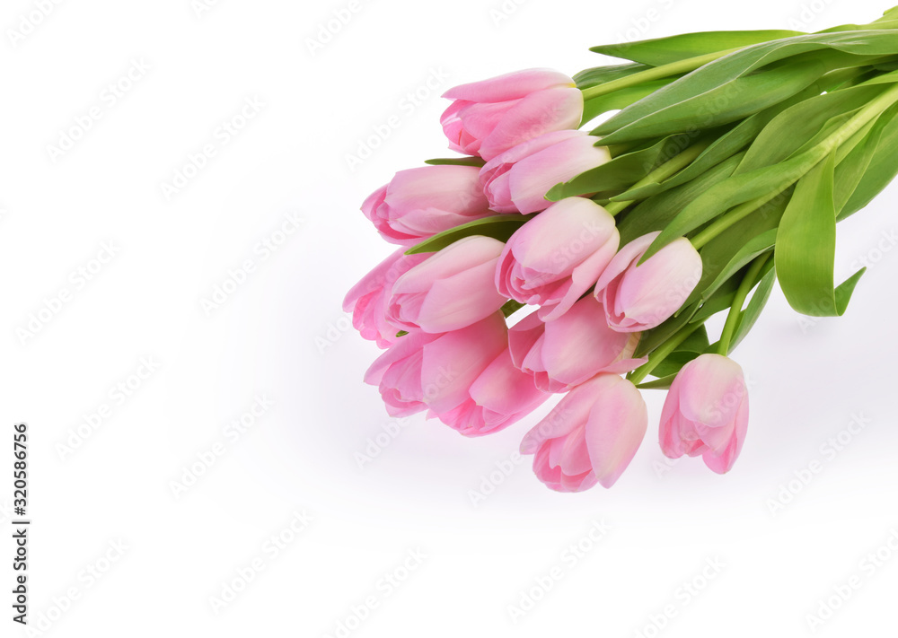 粉红色郁金香花，孤立于白色