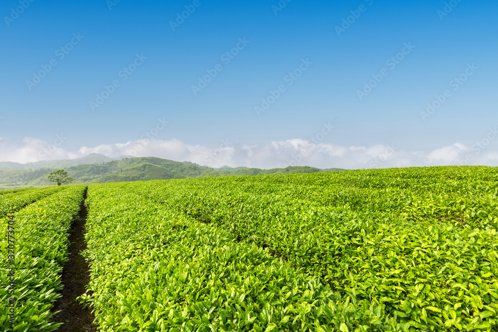 春天的新鲜绿茶种植园