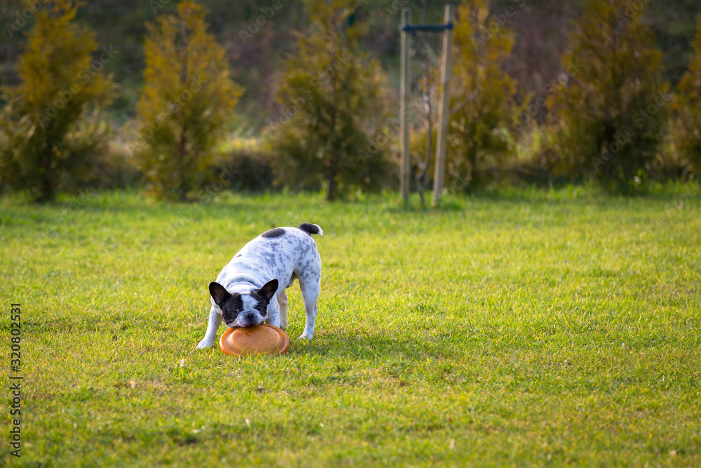 法国斗牛犬在阳光明媚的花园里与圆盘犬玩耍