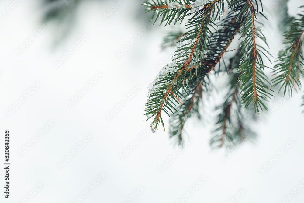 融化的雪滴在松树的树枝上。复制空间，选择性聚焦