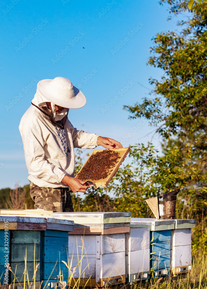 蜂巢的框架。养蜂人收割蜂蜜。蜜蜂在蜂蜜细胞上工作。养蜂概念。