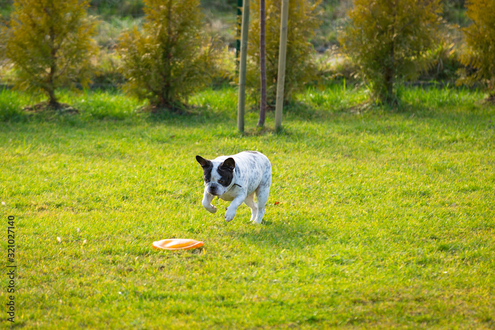 法国斗牛犬在阳光明媚的花园里玩飞盘