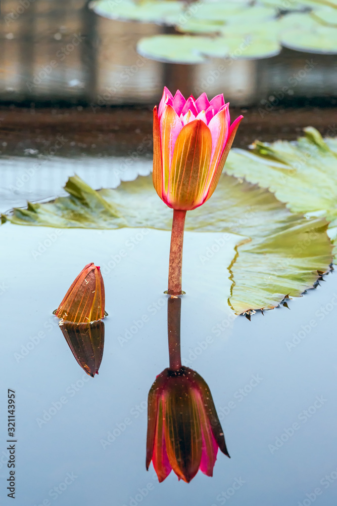 Blooming and newborn water lilies and their reflections in the water