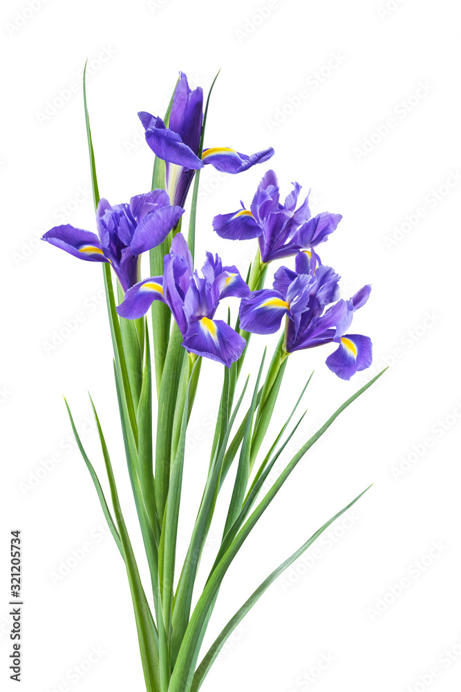 Spring iris flowers isolated