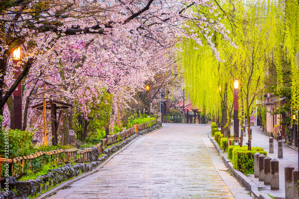 Gion Shirakawa，京都，春天的日本