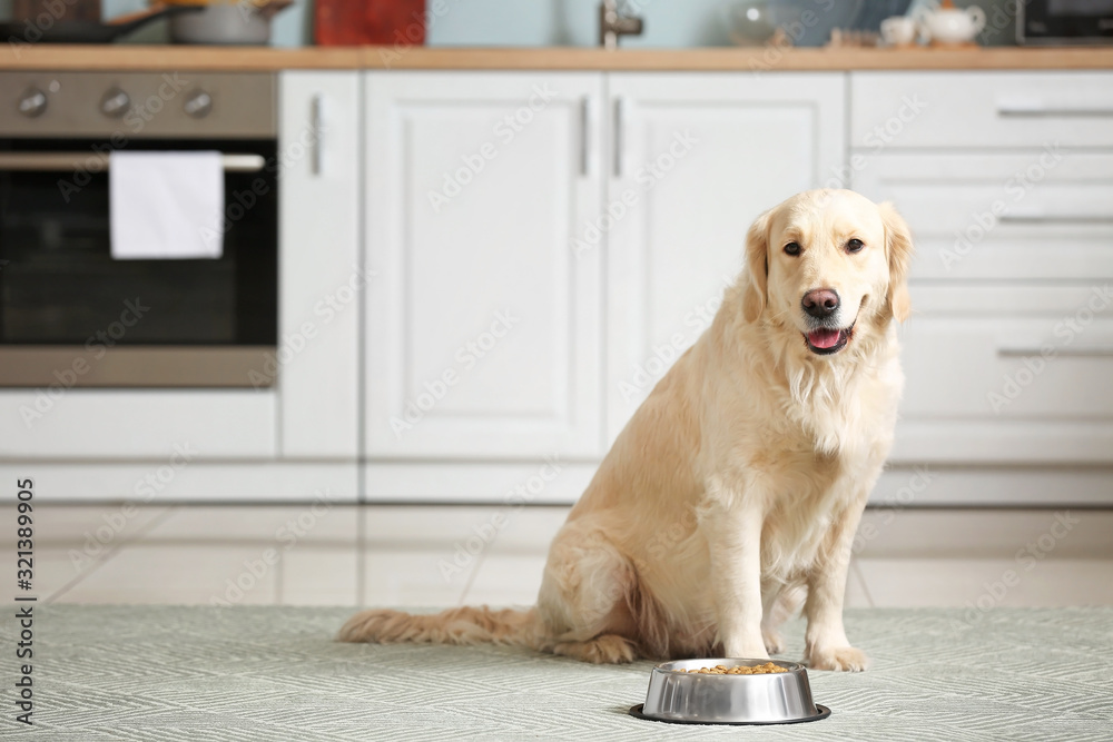 厨房里有食物的碗附近的可爱狗