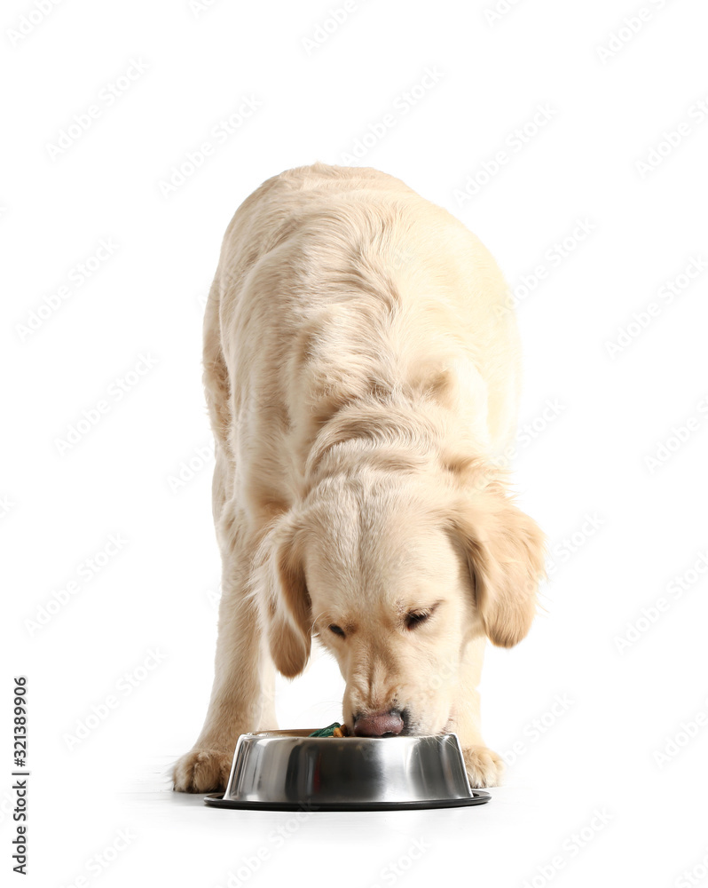 可爱的狗在吃白底碗里的食物
