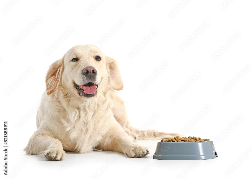 可爱的狗靠近碗，白底有食物