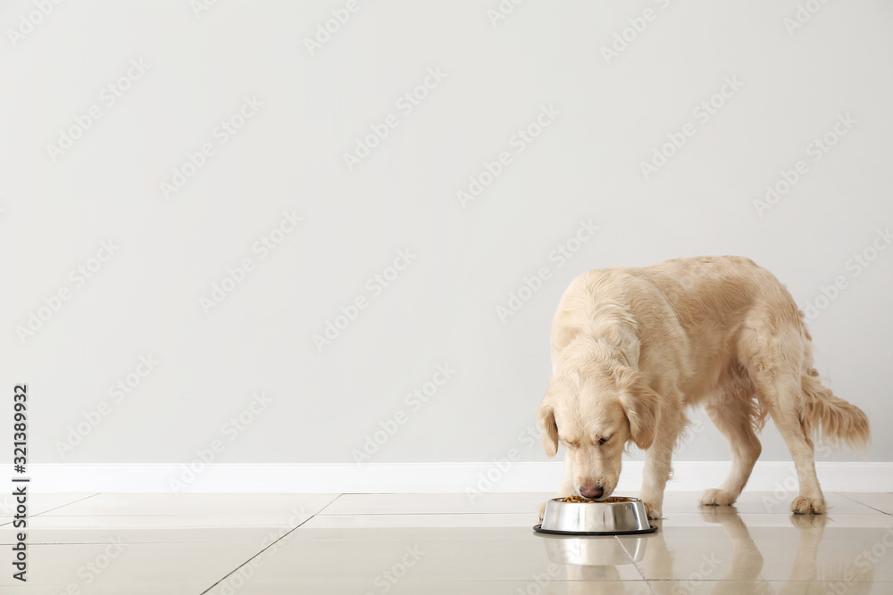 可爱的狗在光墙附近吃碗里的食物