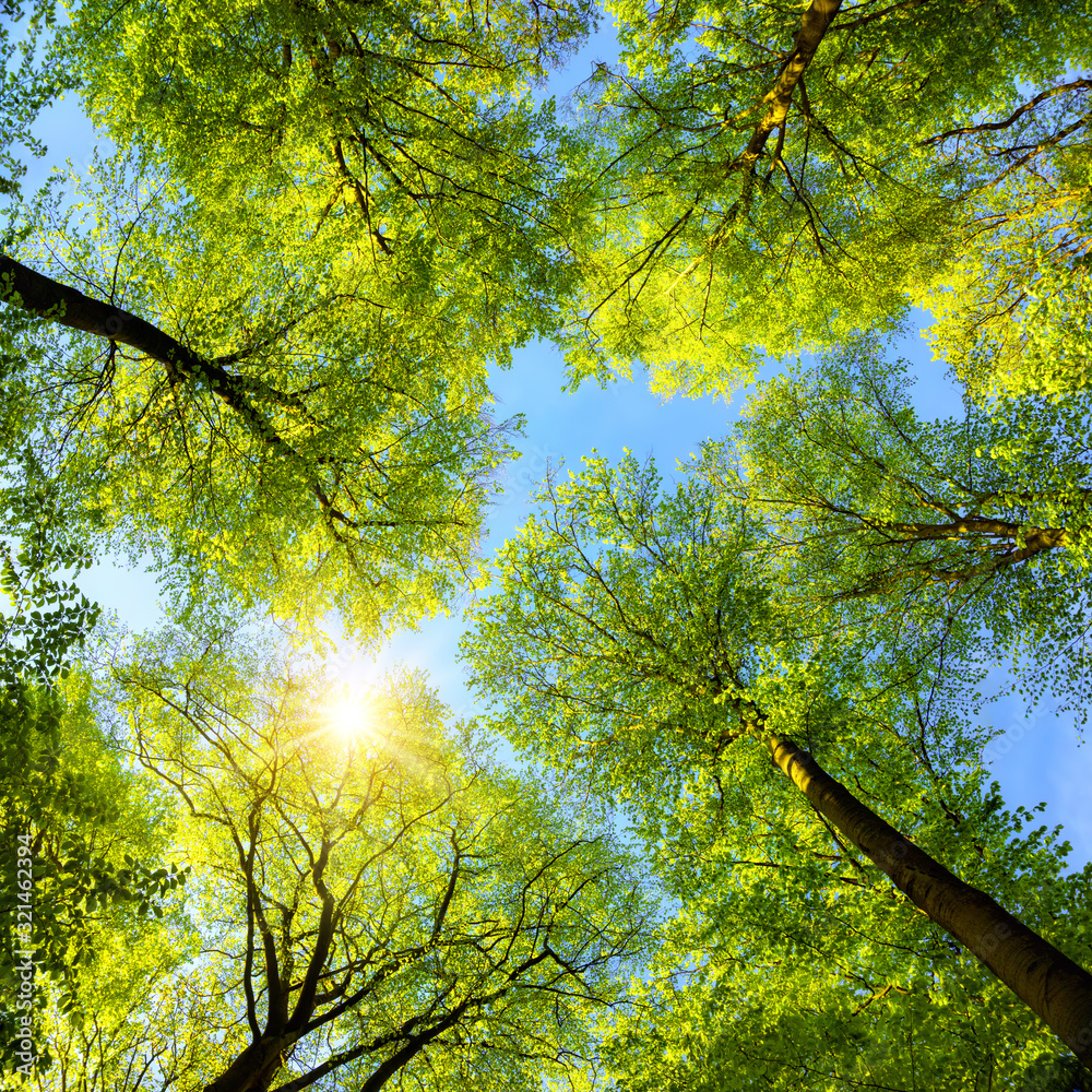 绿色的树梢，阳光和蓝天