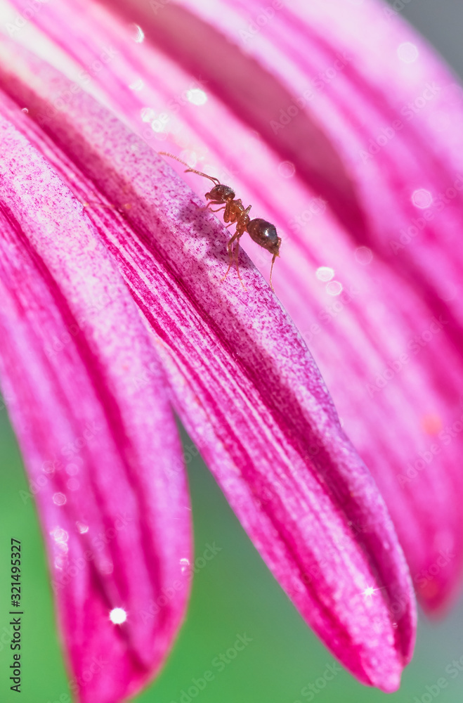 一只蚂蚁在桃色花朵的花瓣上爬行；雨后的鲜花和蚂蚁