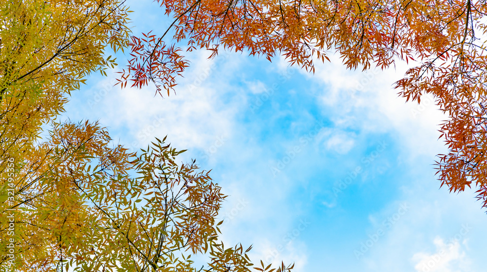阳光明媚的日子里，红叶和黄叶的树枝低角度拍摄；秋天又多彩了