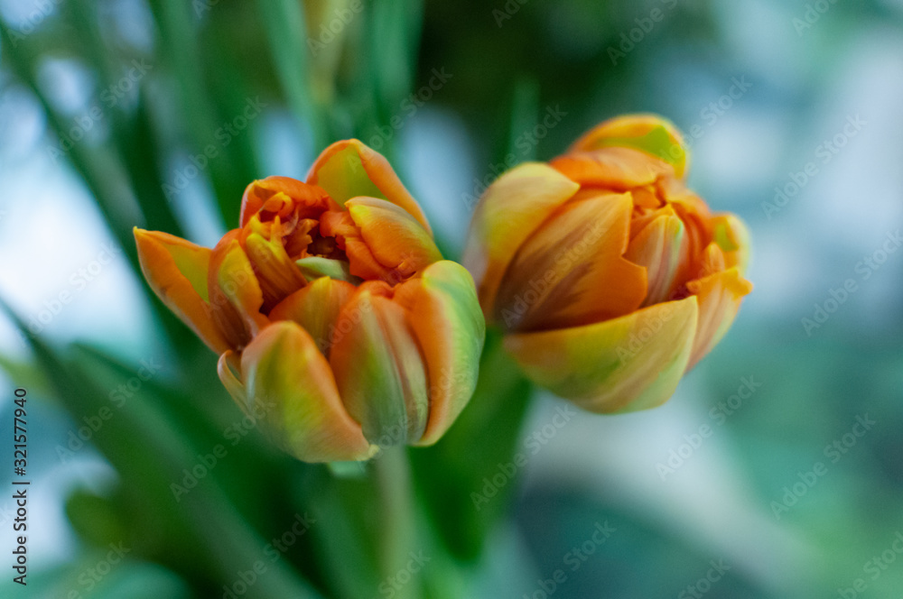 两朵美丽的橙色和黄色郁金香，以浅色花朵为背景。复制空间