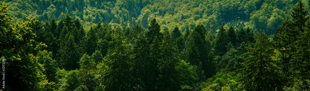 墨绿色森林景观