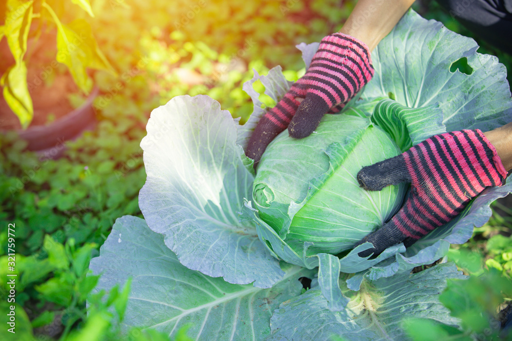 Hands holding cabbage,Organic vegetables in farmers hands,Organic cabbage,Farmers and cabbage, 