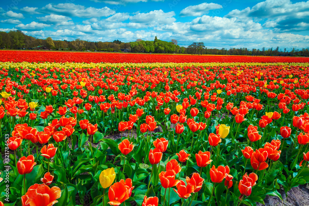 荷兰农业春季景观与新鲜多彩的郁金香田