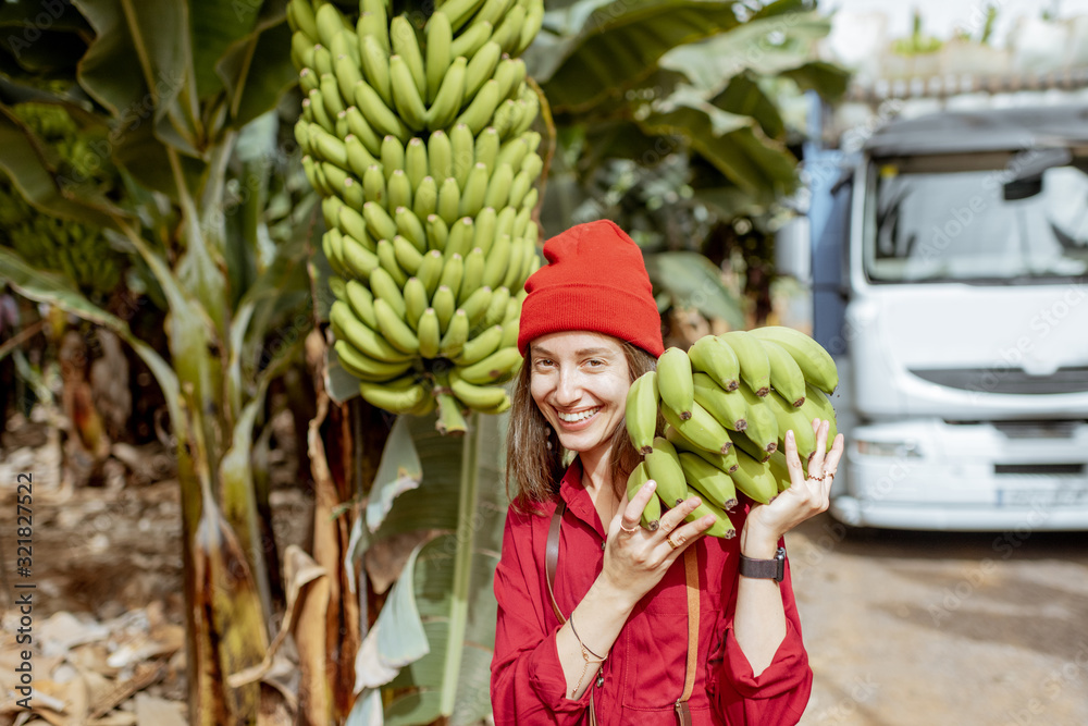 Smiling woman carrying stem of freshly pickedup green bananas on the plantation during a harvest tim
