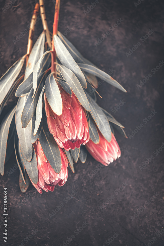 Protea花蕾特写。深色背景上的粉色King Protea花朵束。情人节花束