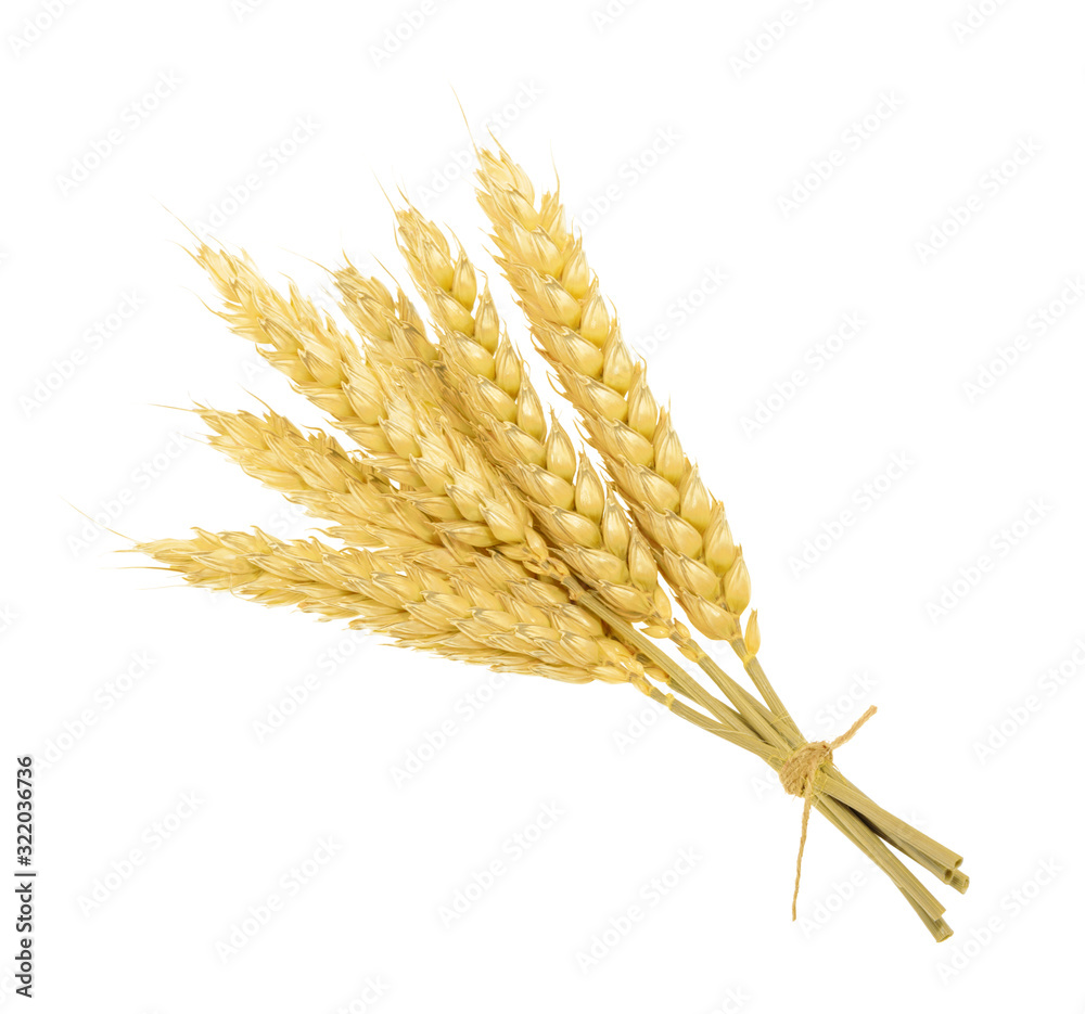 Wheat isolated on white. without shadow