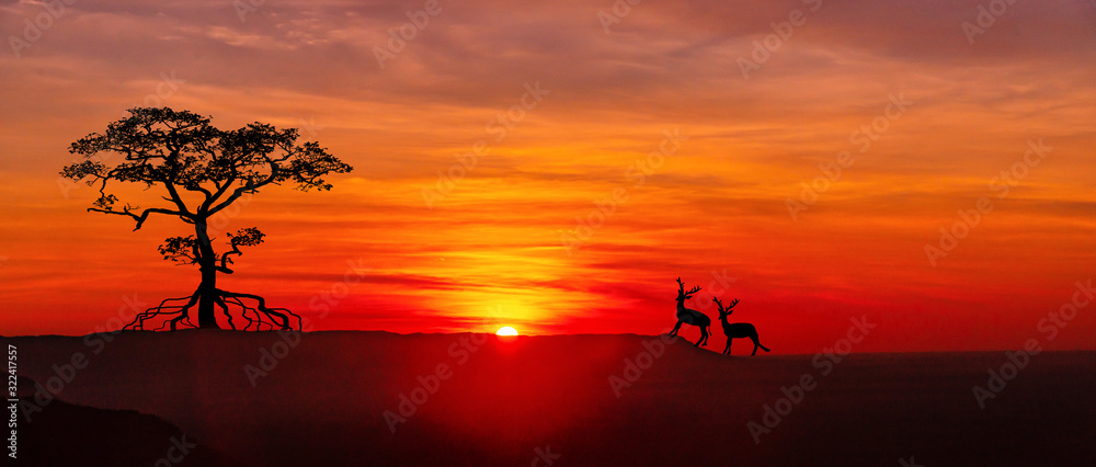 令人惊叹的日落和日出。日落时非洲的全景剪影树。开阔地上的深色树。