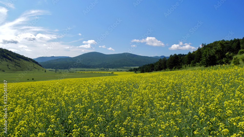 山谷里的油菜田；蓝天下的春天的美丽田野
