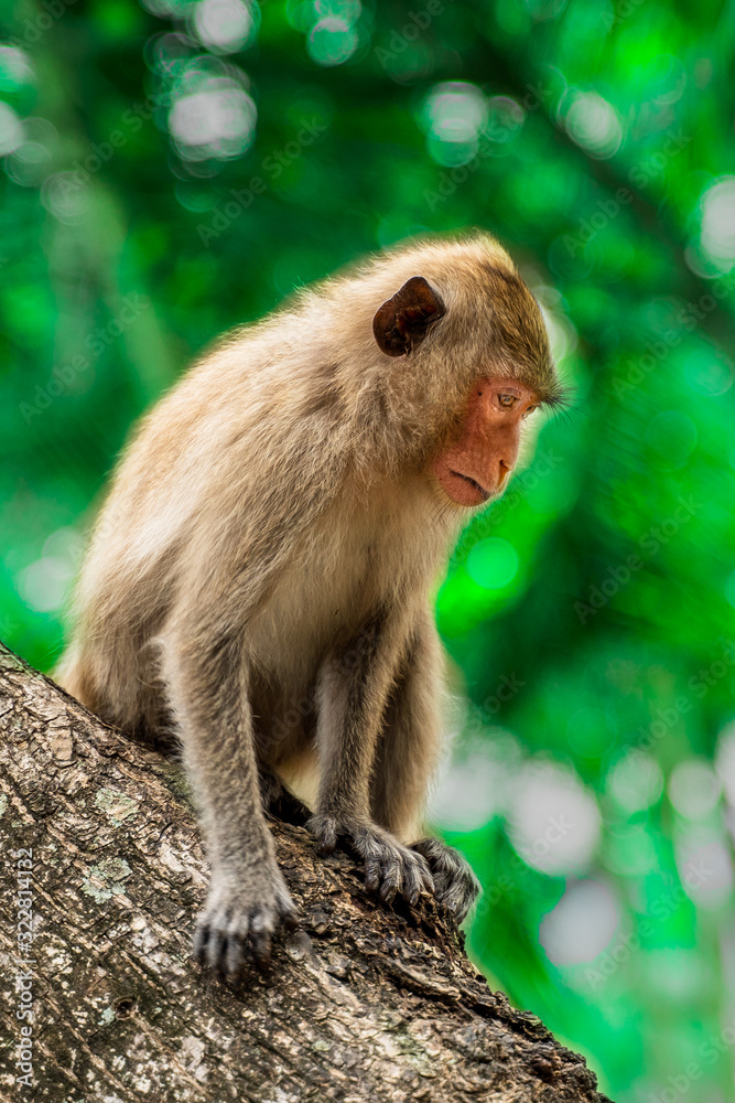 悲伤的脸猴子坐在树上