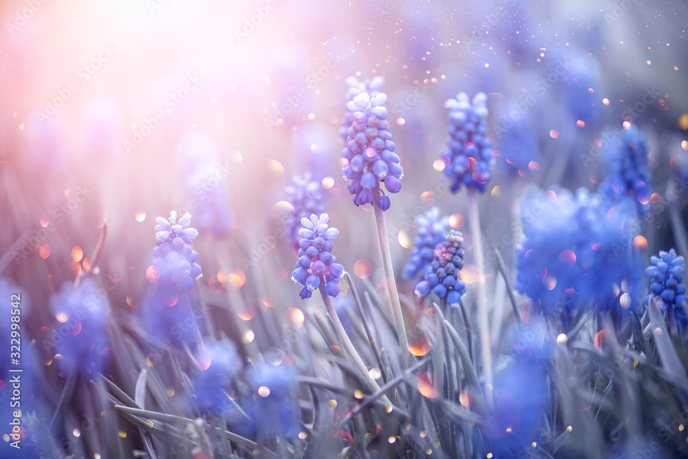 春天的麝香风信子花。美丽的蓝色春天复活节假期自然背景，蓝色bl