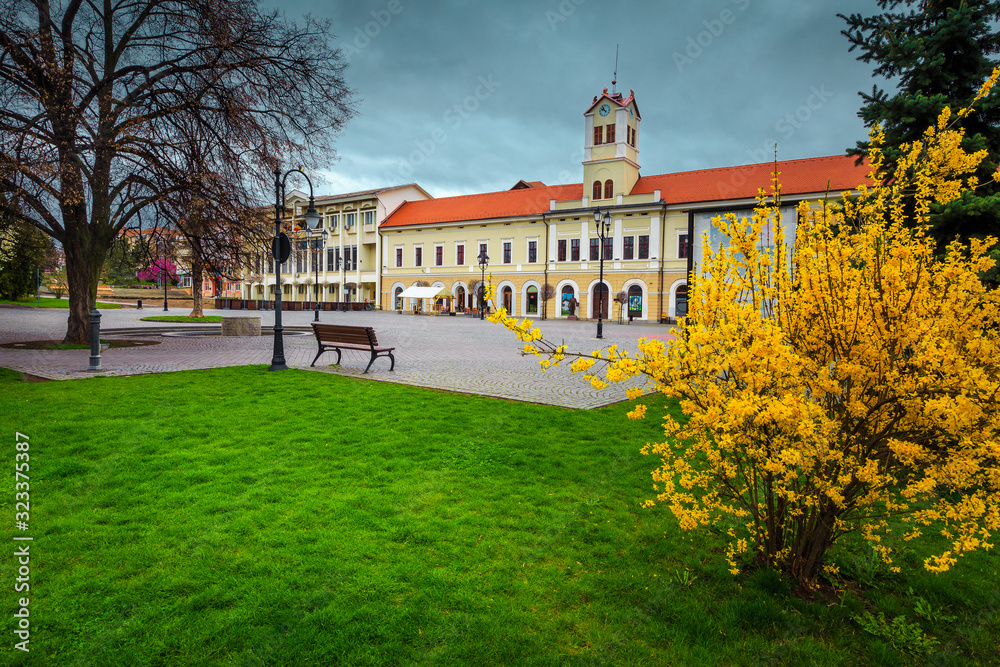 罗马尼亚特兰西瓦尼亚Sfantu Gheorghe市中心盛开的黄色laburnums
