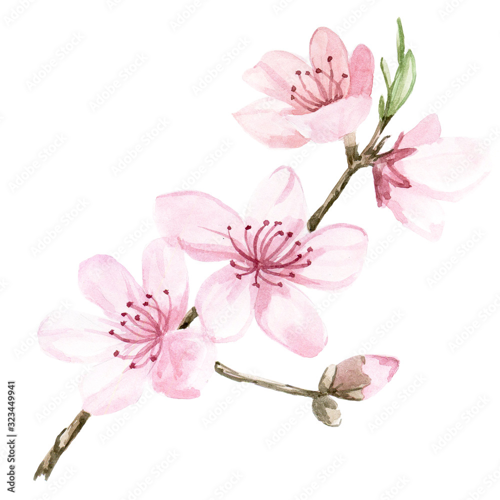 库存插图水彩画粉红色的樱花色。盛开的樱花孤立在一棵树上的图像