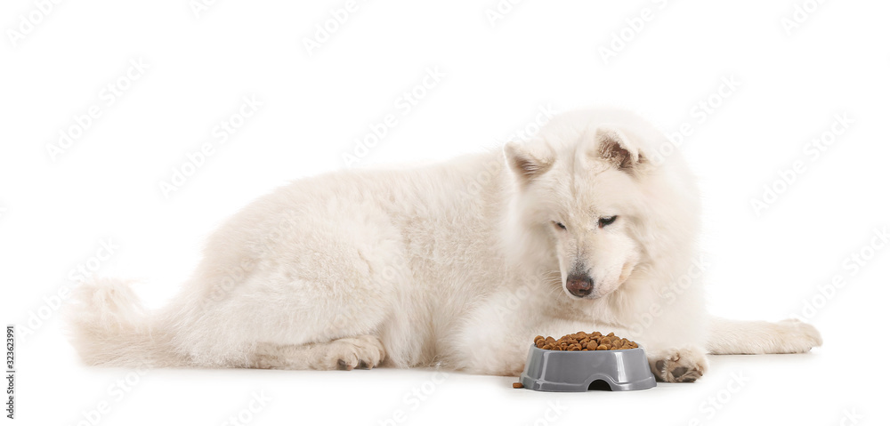 可爱的萨摩耶犬靠近碗，白底有食物