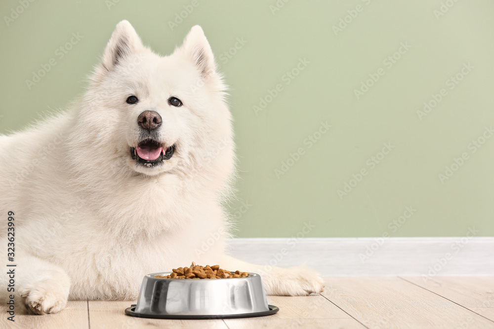 可爱的萨摩耶犬和碗，食物靠近彩色墙