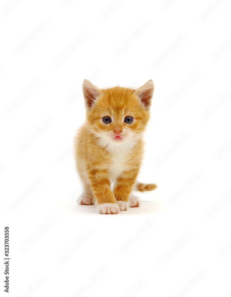 Small red kitten on a white