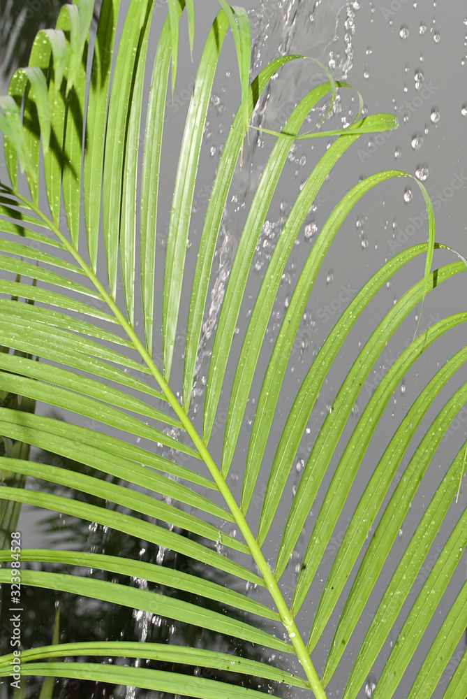 feuille de palmier à la pluie