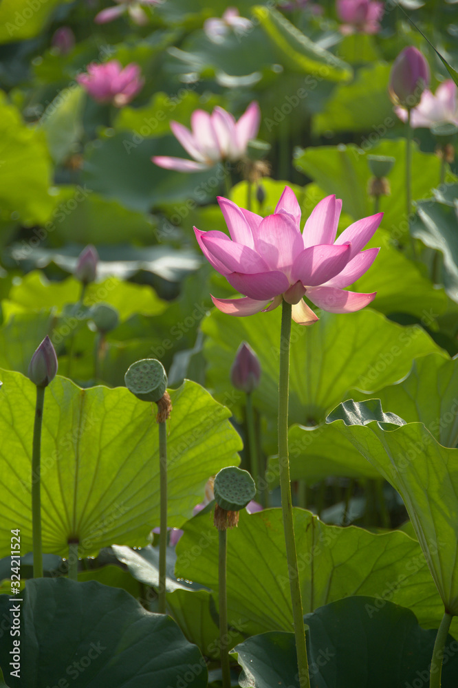 盛开的粉色莲花、莲藕和叶子的近景；夏天美丽的池塘