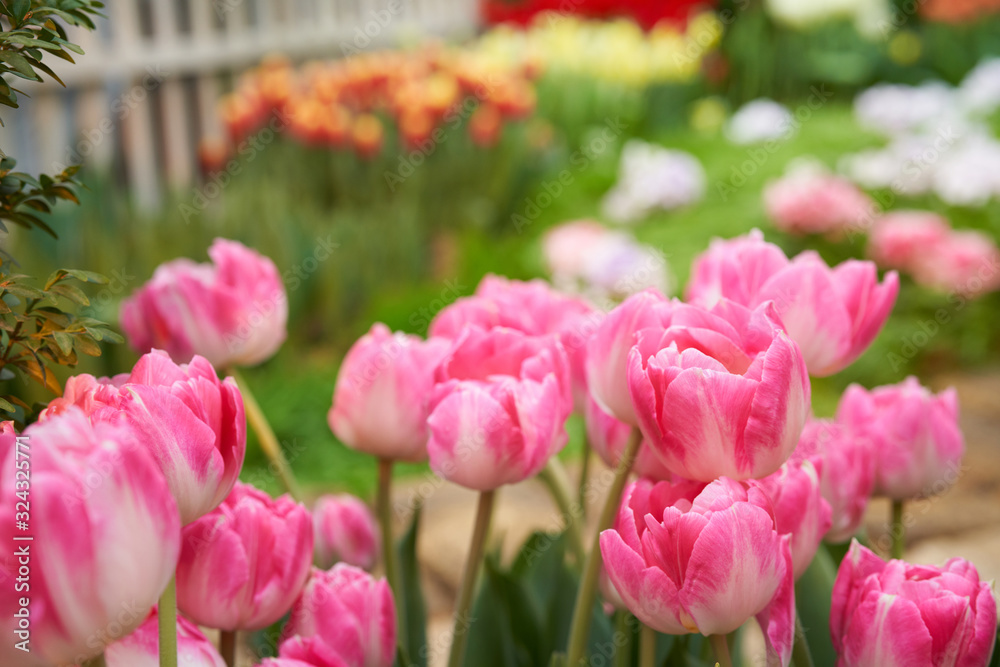 Beautiful garden background with tulips. Tulip flowers on spring background