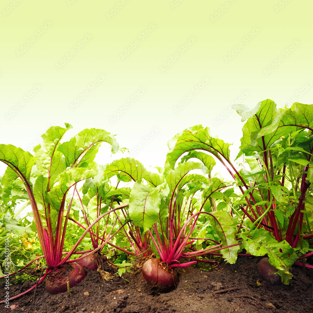 Growing table beet With green tops in the ground on light green natural background.